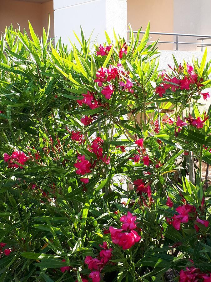Les Parasols D'Argens Roquebrune-sur Argens Εξωτερικό φωτογραφία